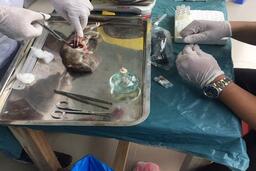 ĐOÀN CÔNG TÁC CỦA VIỆN PASTEUR THÀNH PHỐ HỒ CHÍ MINH GIÁM SÁT VẬT CHỦ VÀ VÉC TƠ BỆNH DỊCH HẠCH TẠI TỈNH TRÀ VINH